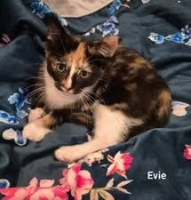 Evie Evie